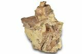 Dinosaur Tendons and Bones in Sandstone - Wyoming #284361-6